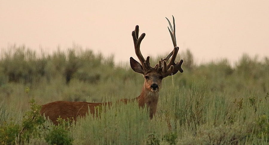 Utah Buck
