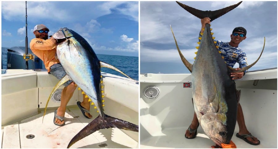 yellowfin tuna