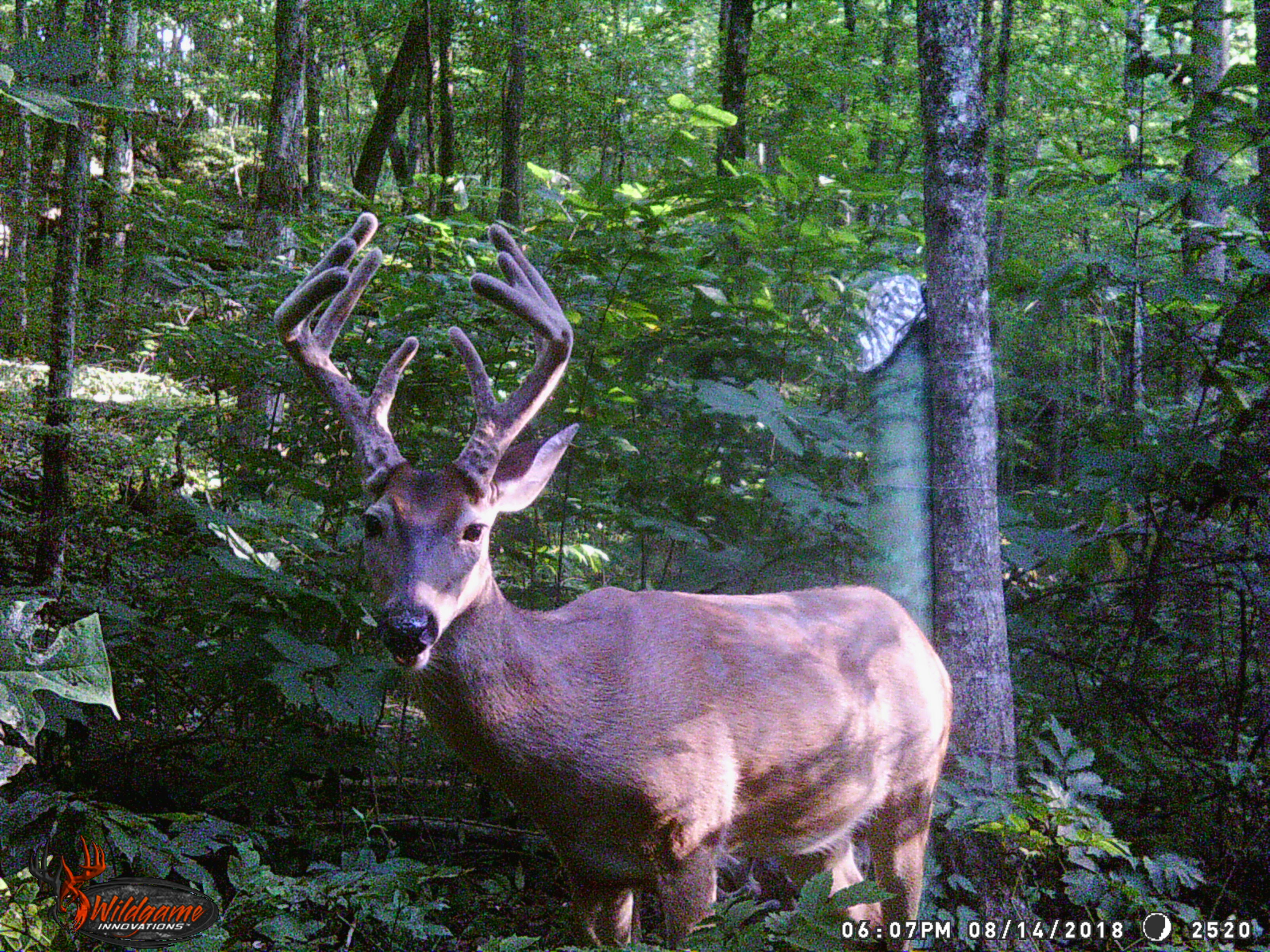 Trail Cam Tuesday