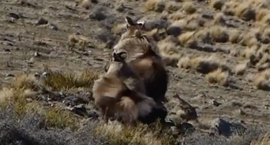 You Need To Go Himalayan Tahr Hunting In New Zealand