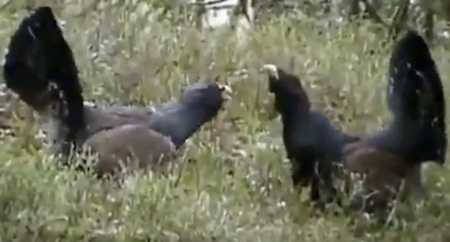 You Won't Believe What Happens To These Fighting Wood Grouse