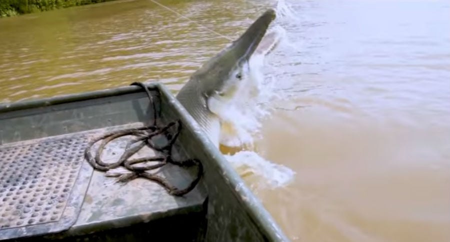 Alligator Gar