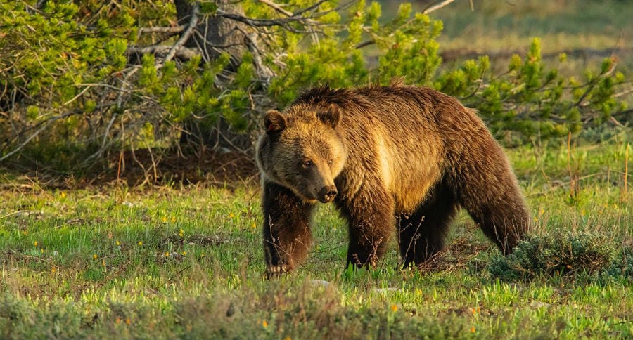 grizzly hunt permit