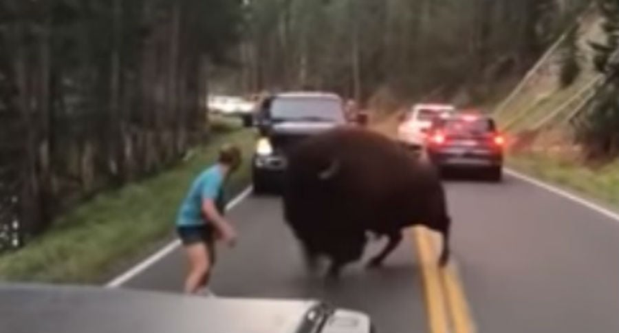 Yellowstone Bison