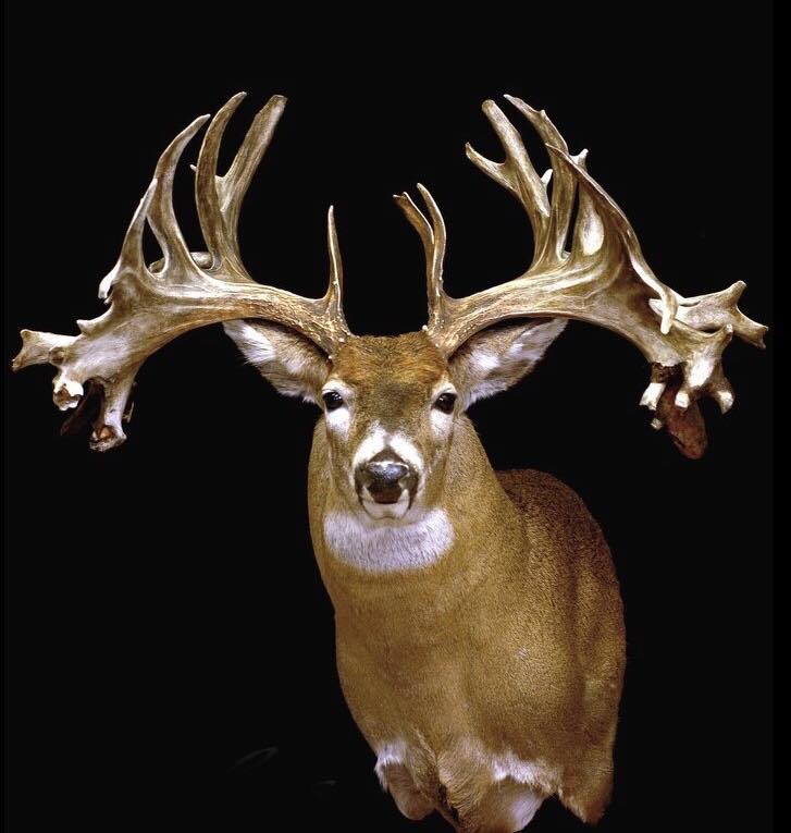 Wide Racked Bucks