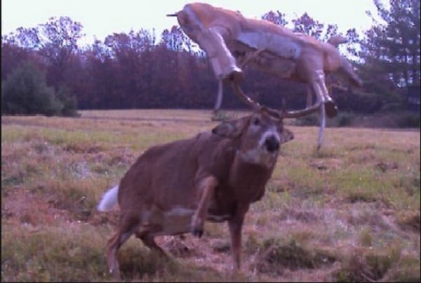 Deer Antlers