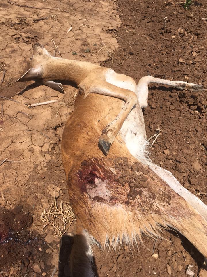 Deer Poaching