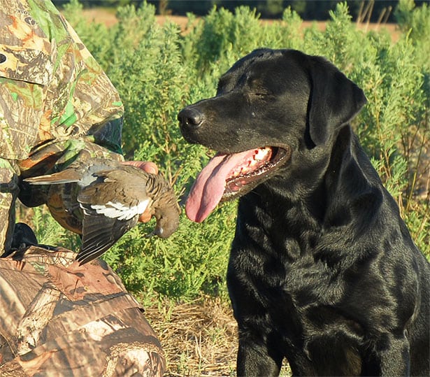 dove hunting