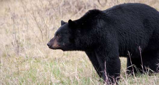 New Mexico Bear Hunting: The Details to Know Before You Go - Wide Open