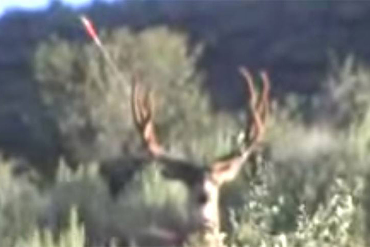 bowhunting