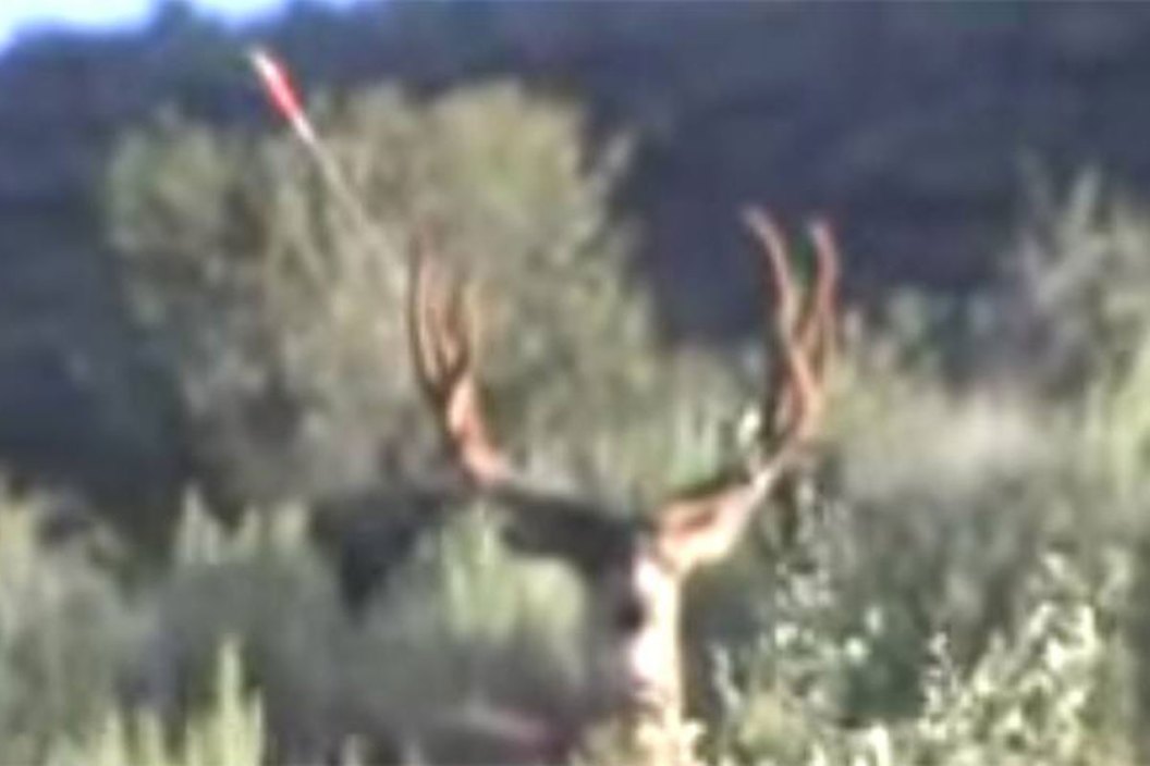 bowhunting