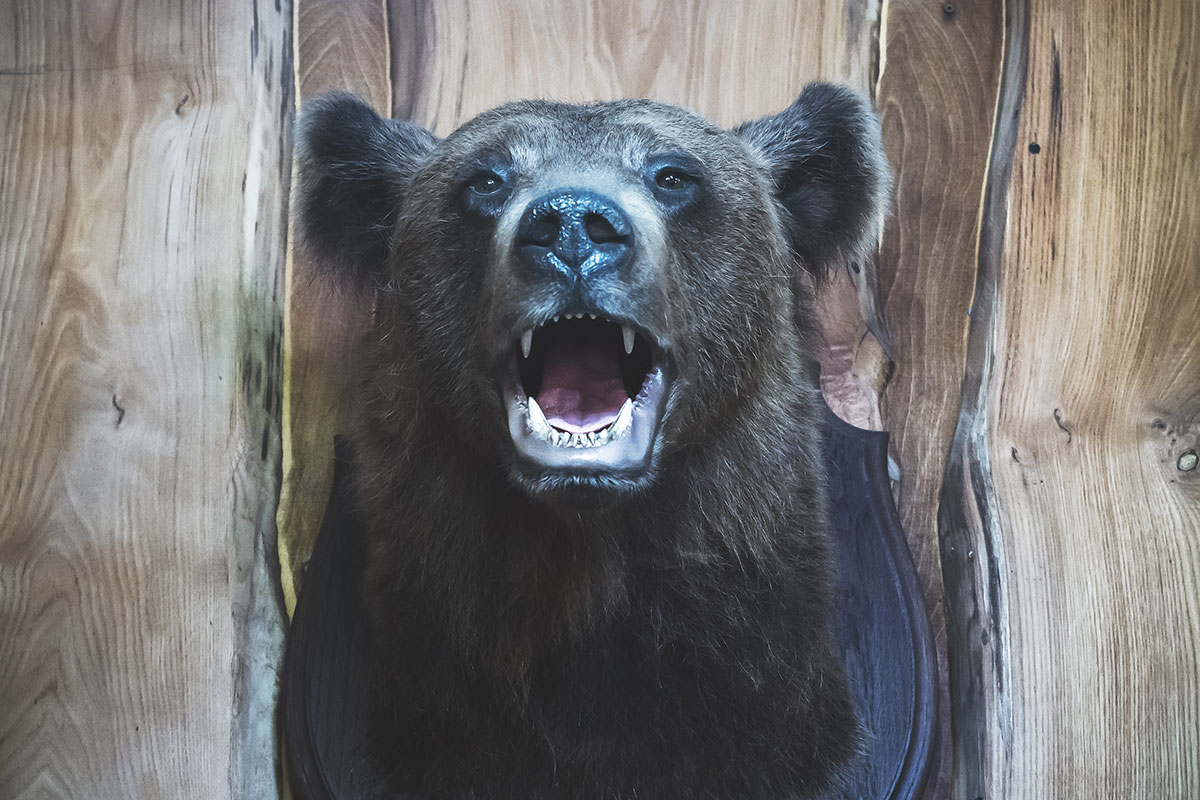 Famous Bear Hunters