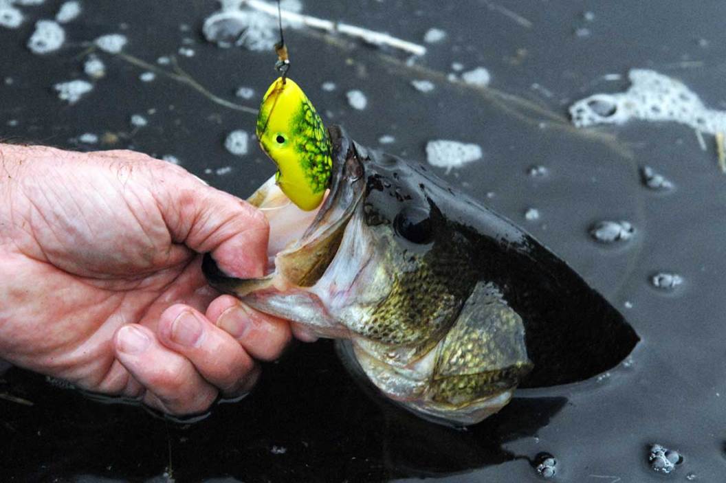 🥇 Best Bass Lures 2021 – Reviews And Top Picks
