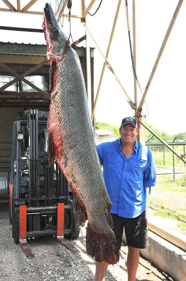 record alligator gar