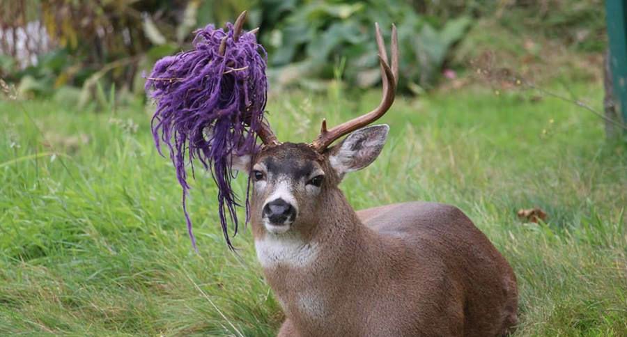 Deer Antlers