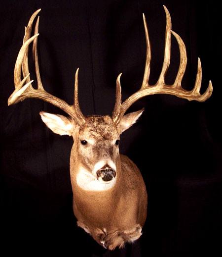 State Record Bucks