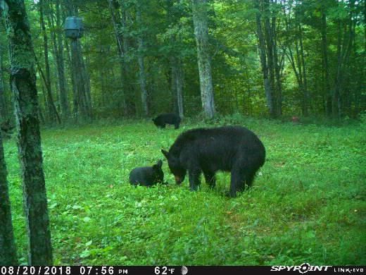 Trail Cam Tuesday