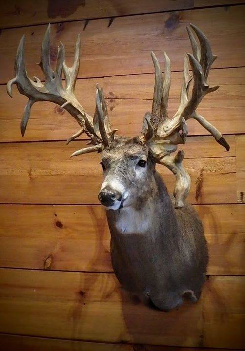 State Record Bucks