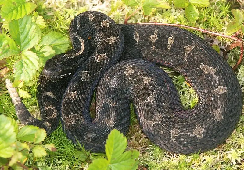 Michigan Snakes