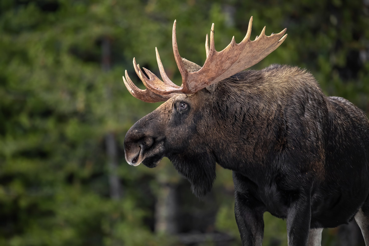 moose