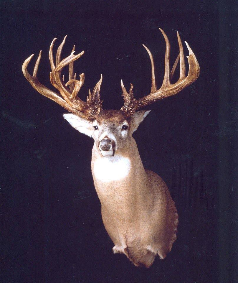 Wide Racked Bucks