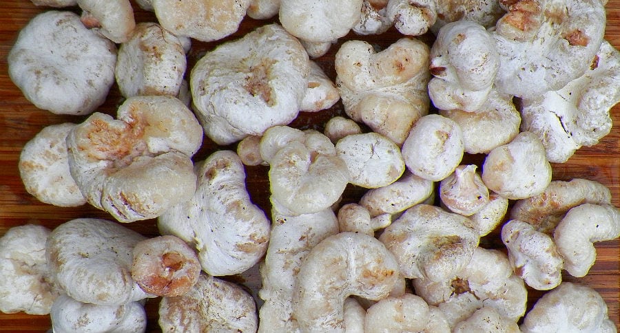 entoloma
