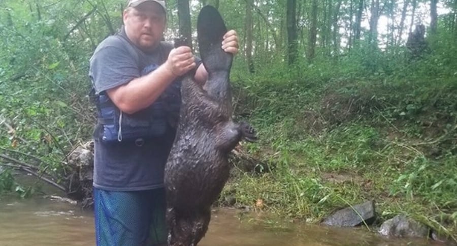 rabid beaver