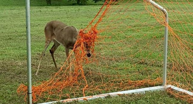 Deer Antlers