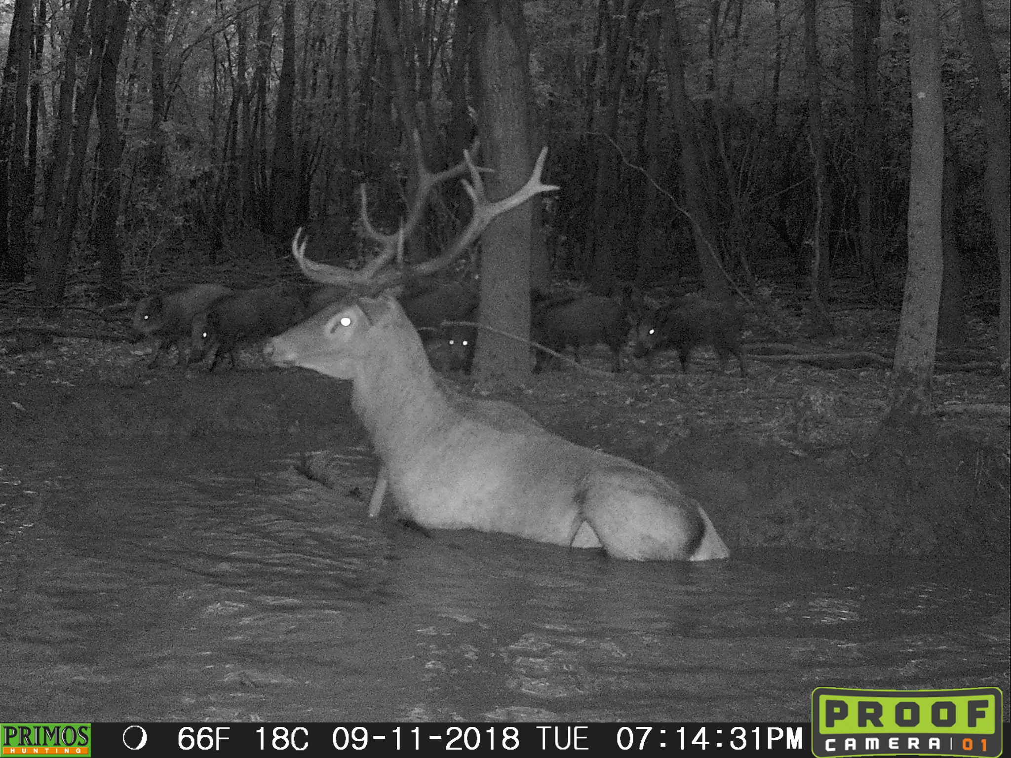 Trail Cam Tuesday