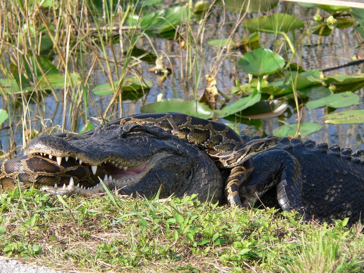 hybrid pythons