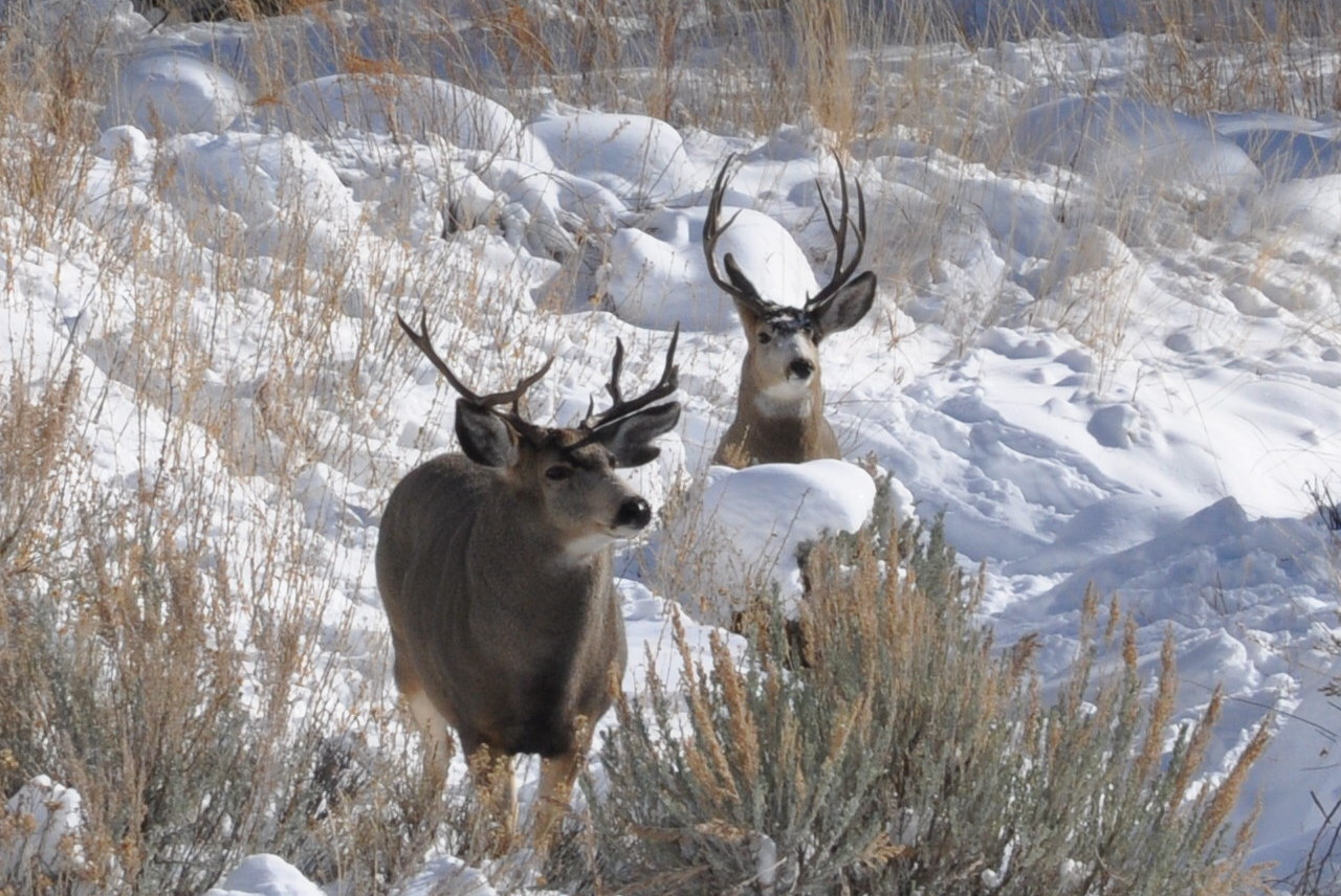 Why is Deer Hunting Season in the Fall