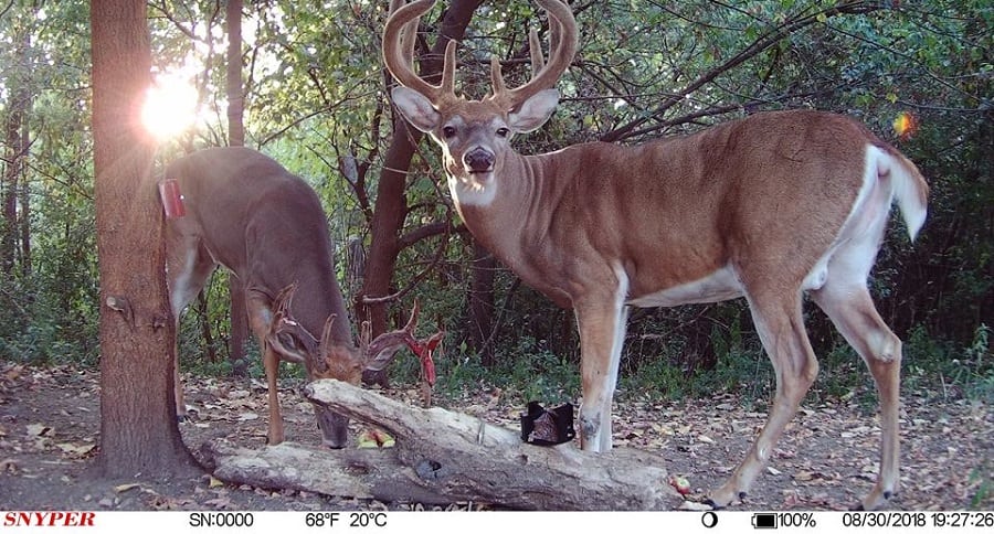 Trail Cam Tuesday