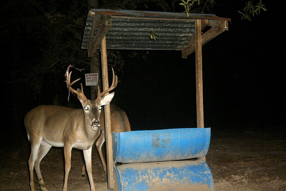 Trail Cam Tuesday