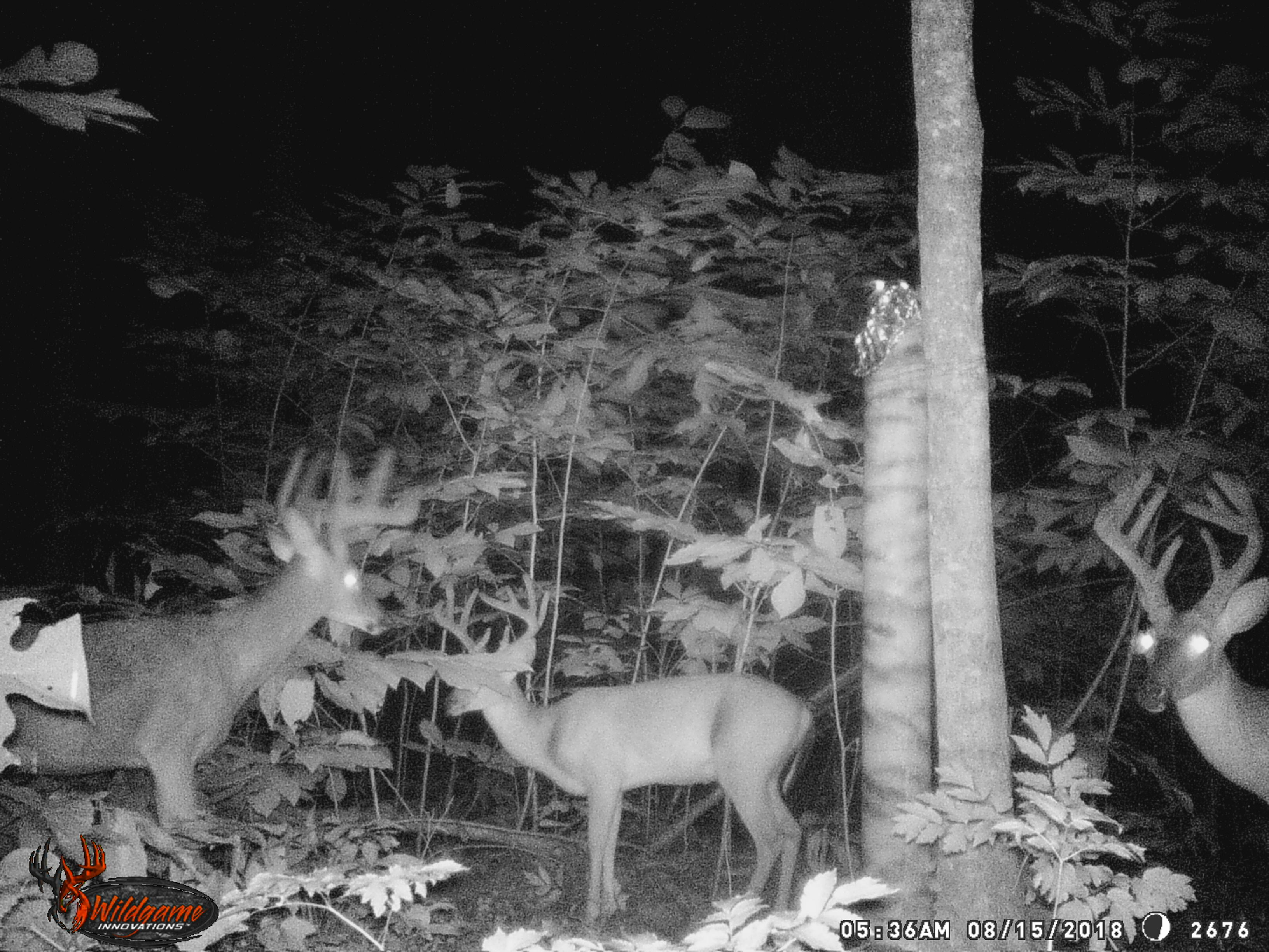 Trail Cam Tuesday