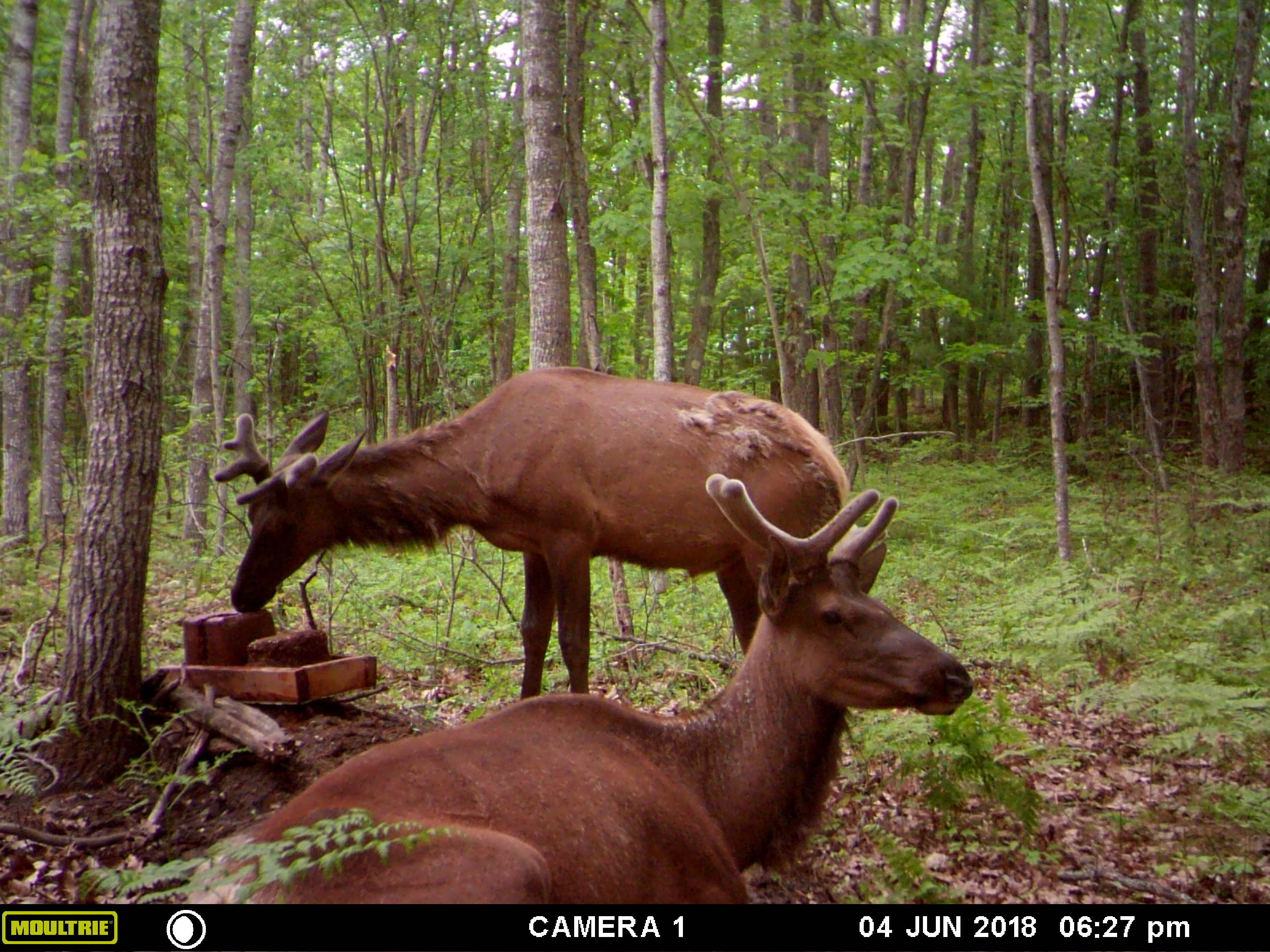 Trail Cam Tuesday