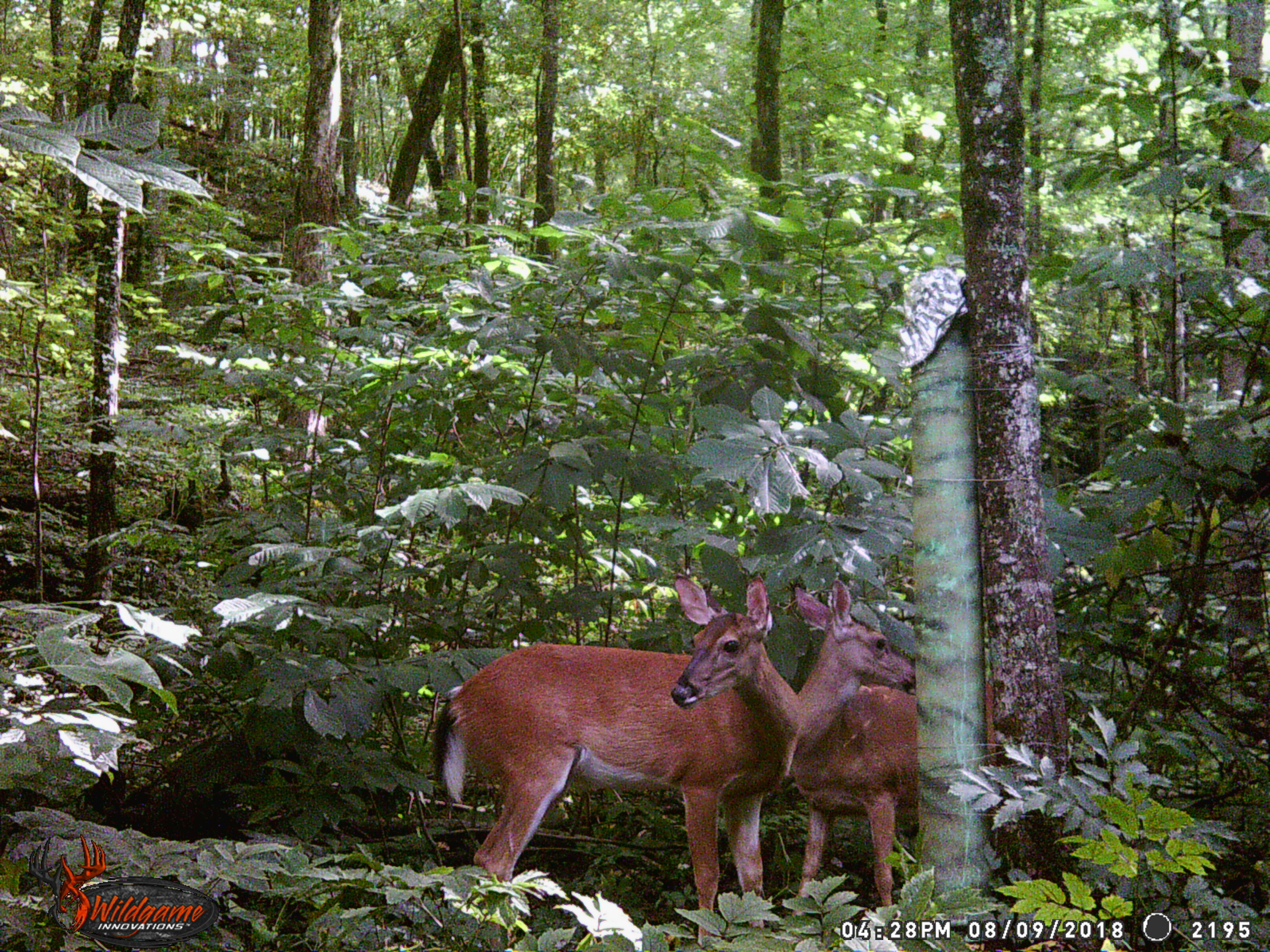 Trail Cam Tuesday