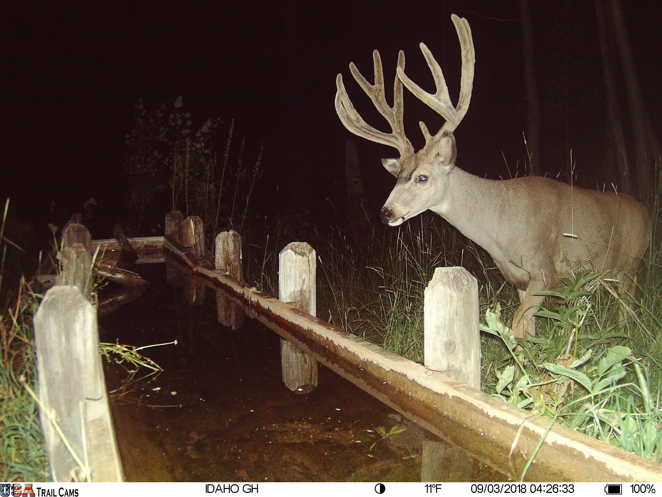 Trail Cam Tuesday