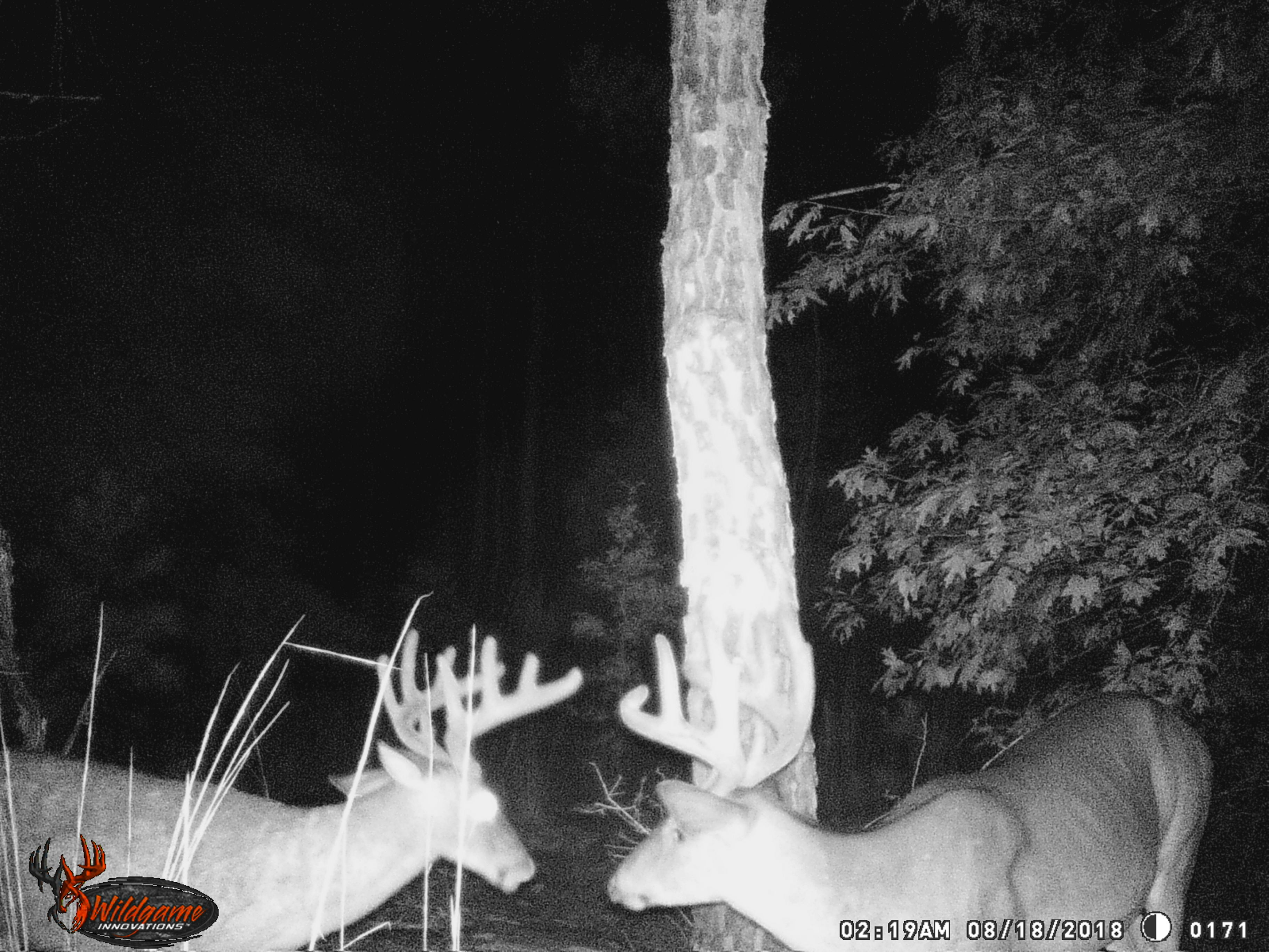 Trail Cam Tuesday