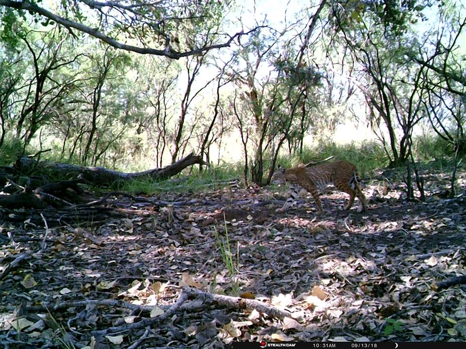 Trail Cam Tuesday