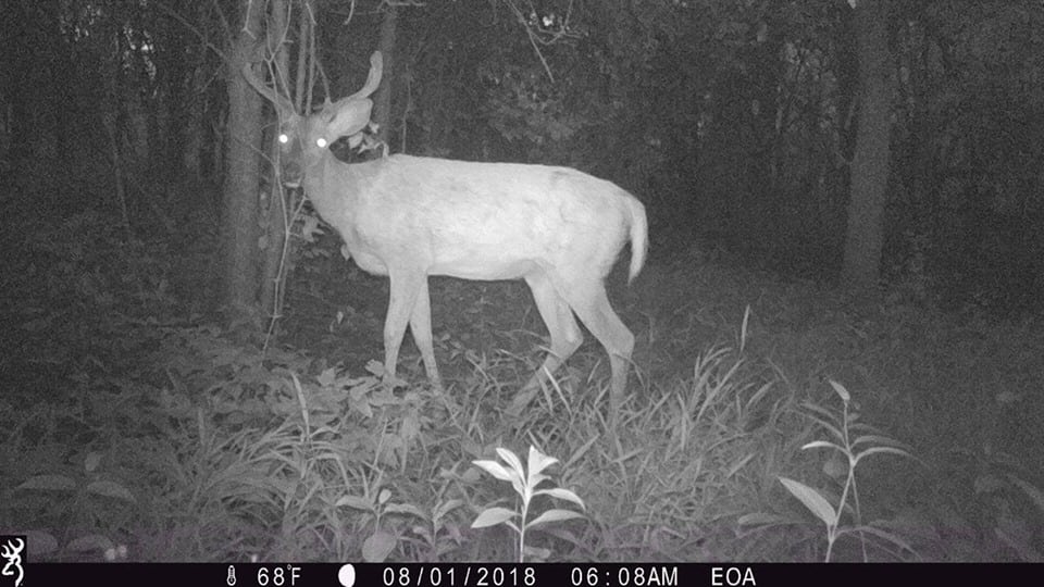 Trail Cam Tuesday