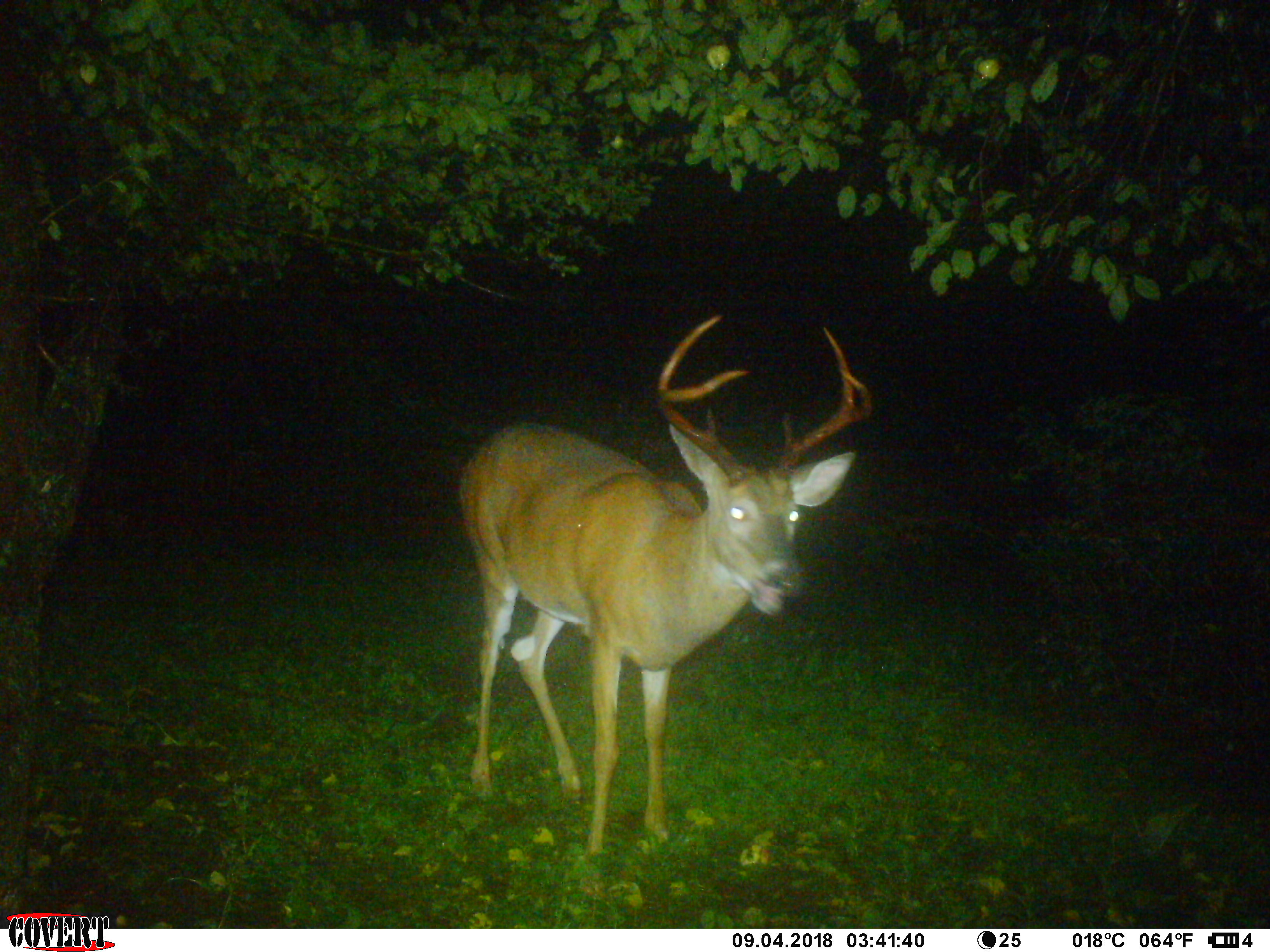 Trail Cam Tuesday