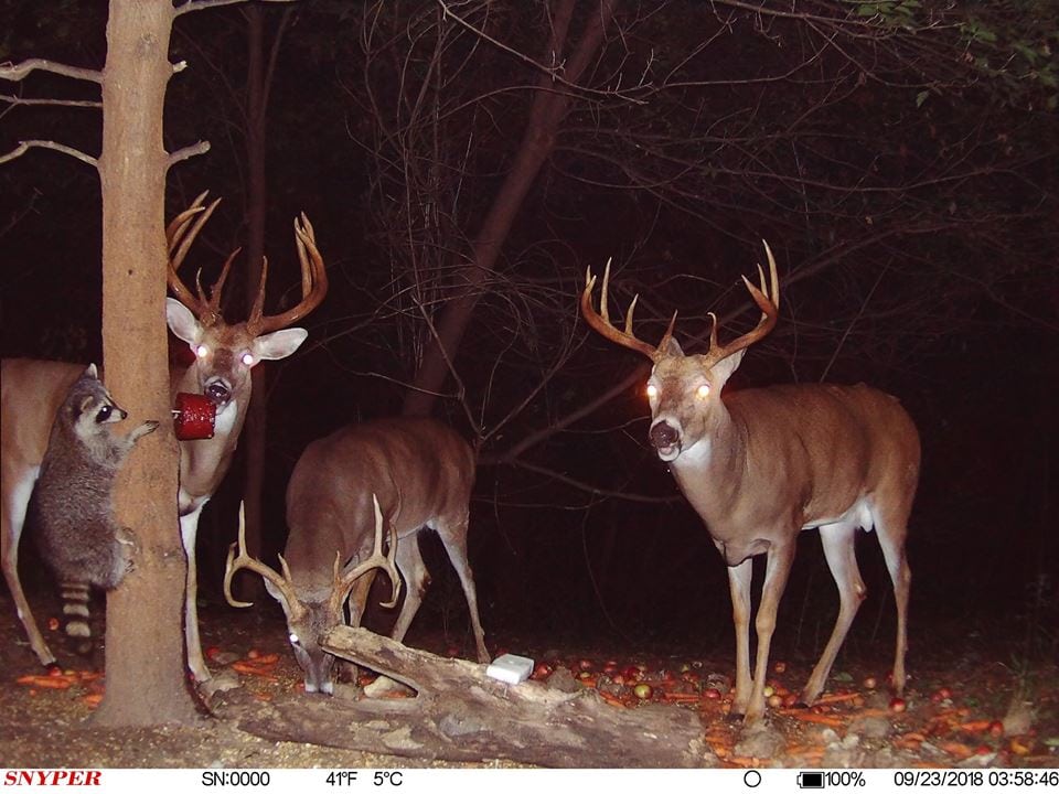 Trail Cam Tuesday