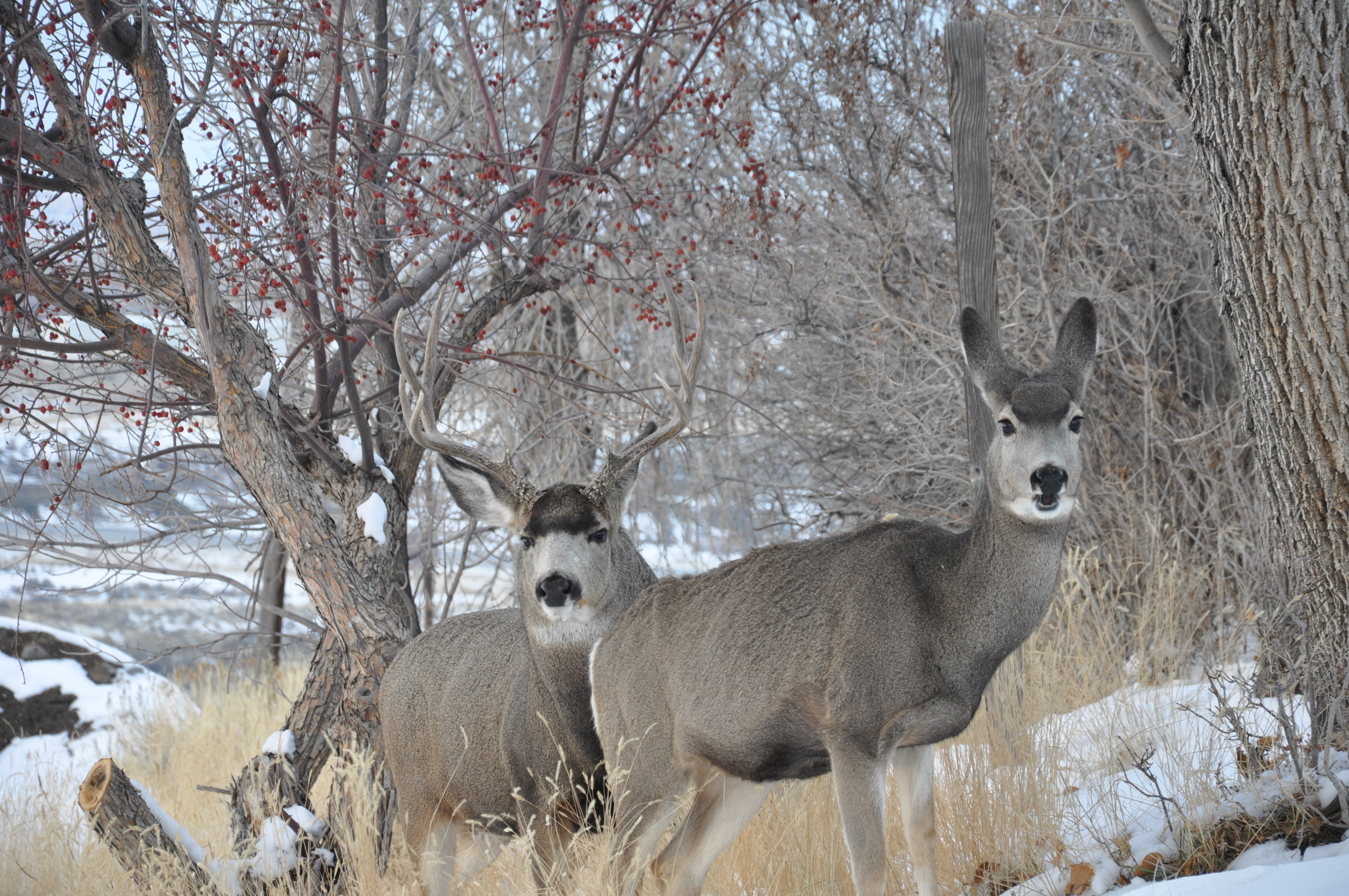 Deer Hunters