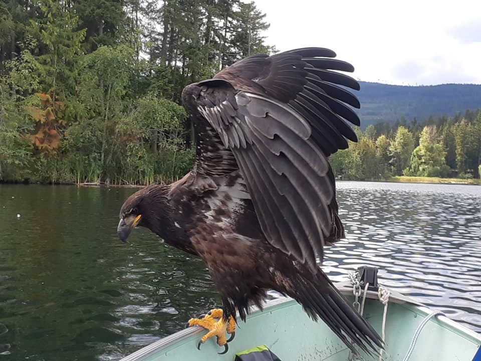 fishing eagle