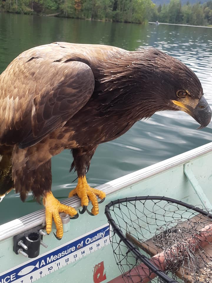 fishing eagle