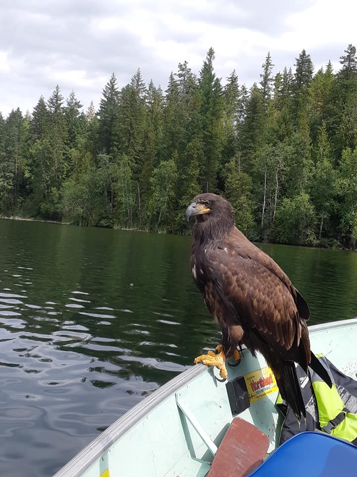 fishing eagle