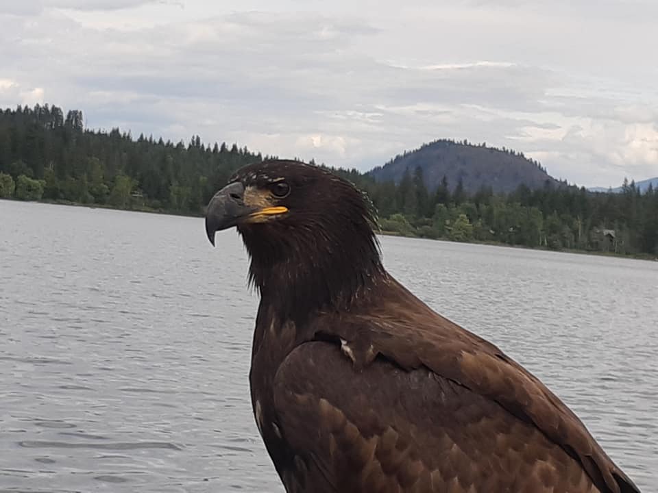 fishing eagle