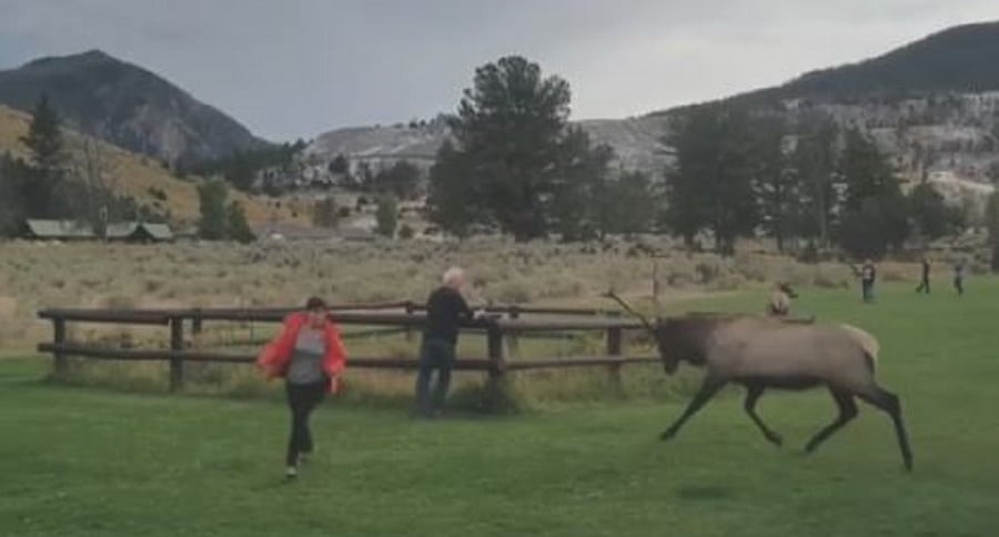 Bull Elk