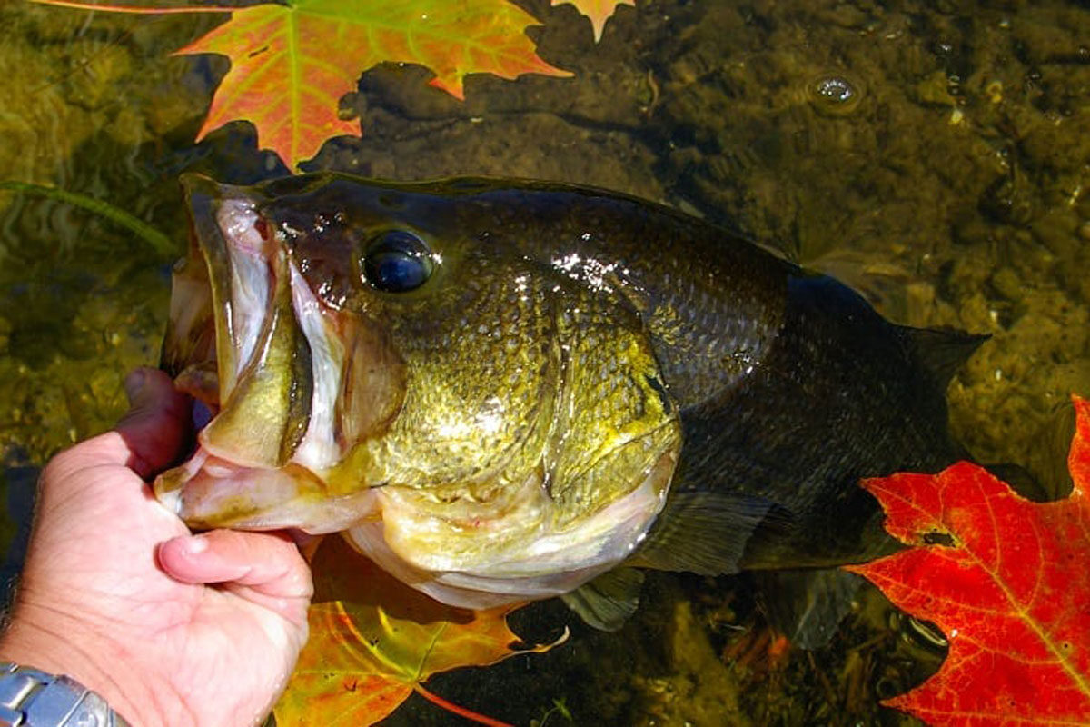 4 Proven Baits for Better Fall Bass Fishing - Wide Open Spaces