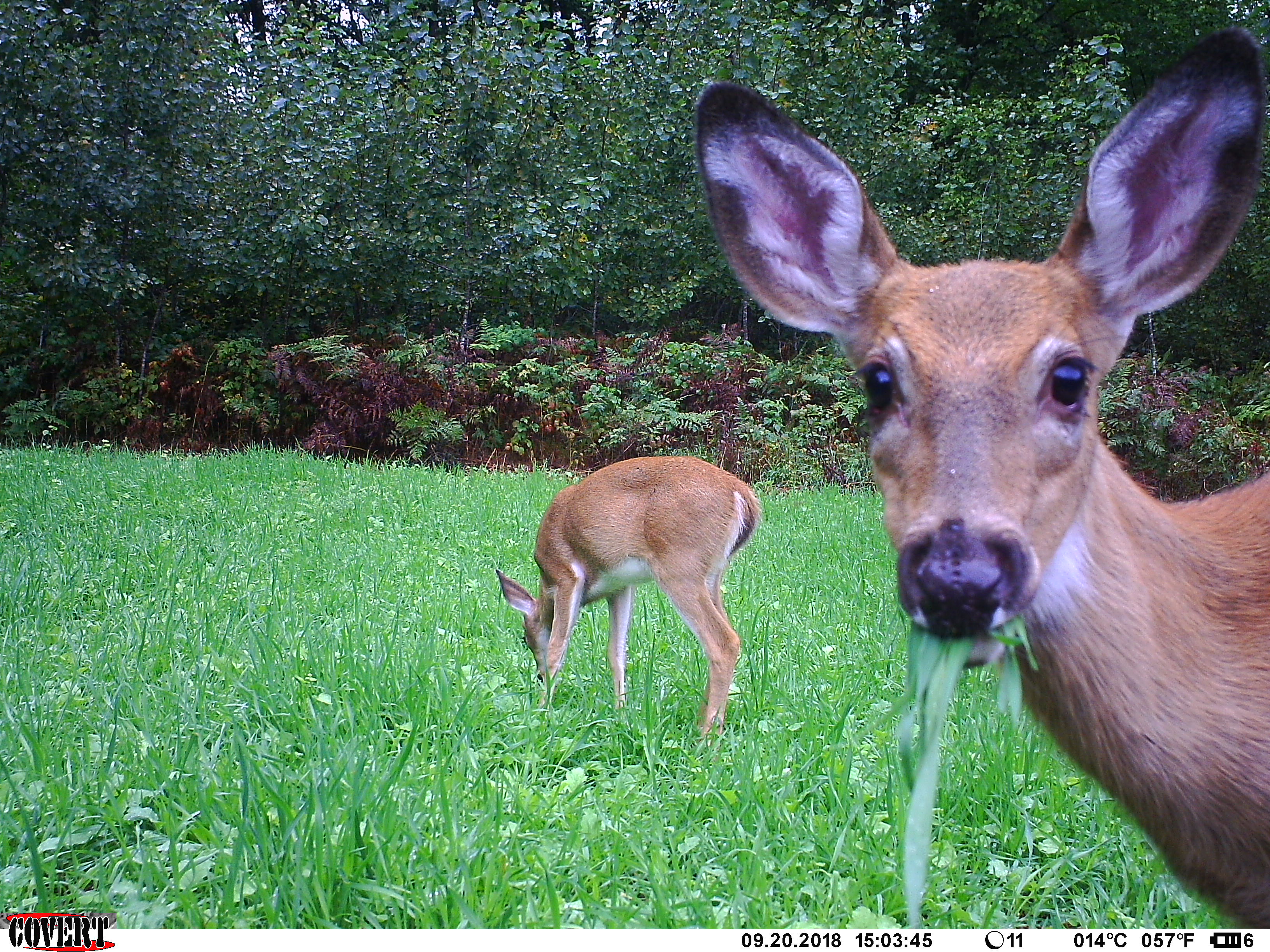 Trail Cam Tuesday